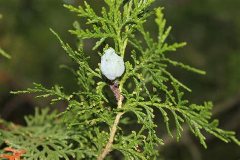 Free Images Tree Branch Leaf Flower Herb Flora Wildflower