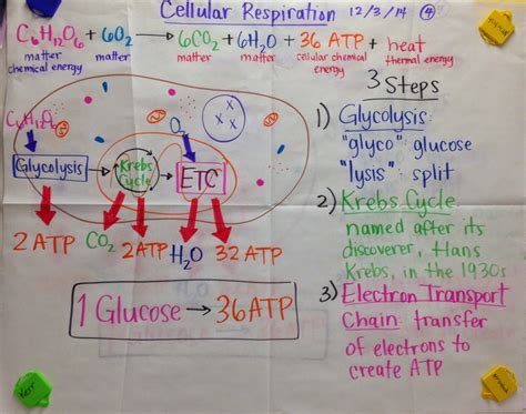 Cellular Respiration Steps Chart
