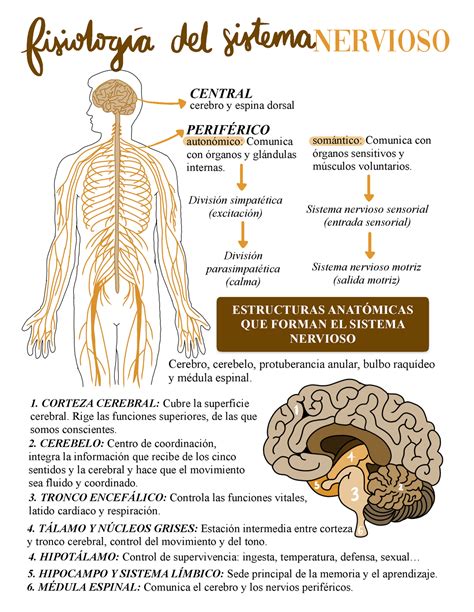 FisiologÍa Del Sistema Nervioso Nervioso Central Cerebro Y Espina