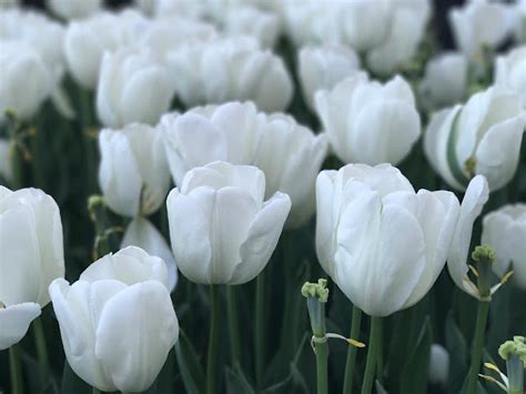 Hình Ảnh Hoa Tulip Trắng And Ý Nghĩa Của Hoa Tulip Màu Trắng Là Gi