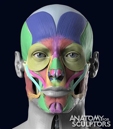 Artstation D Model Facial Muscles Anatomy For Sculptors Anatomy