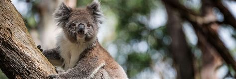 Koala Threats Australian Koala Foundation