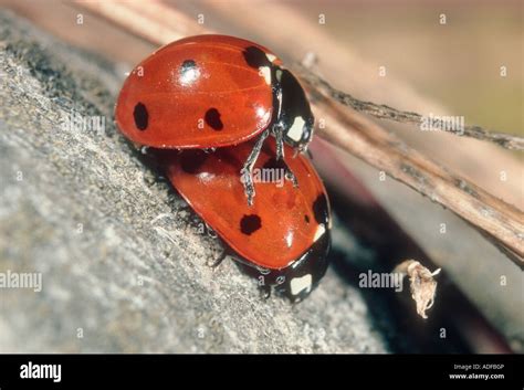 Seven Spot Ladybirds Coccinella Septempunctata Pair Mating Stock