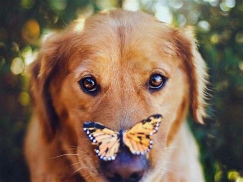 Dog With A Butterfly In The Nose Dog Portraits Dog Photos Cute Animals