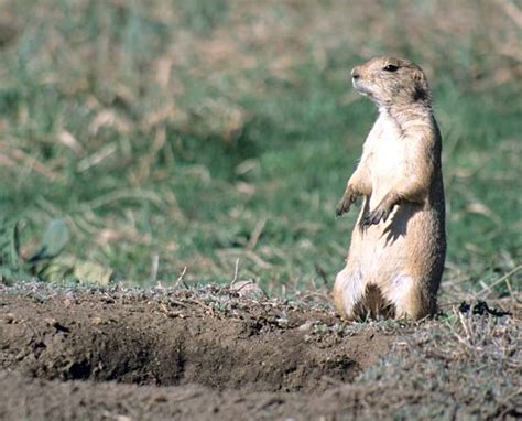 How We Ate Prairie Dog Wild Food Girl