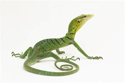 Premium Photo The Emerald Green Tree Monitor Lizard Varanus Prasinus