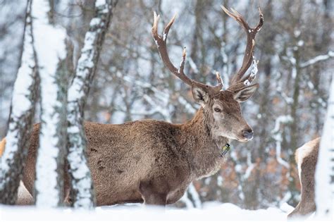 New Fallow Deer Releases In Rhodope Mountains Advance Natural Process