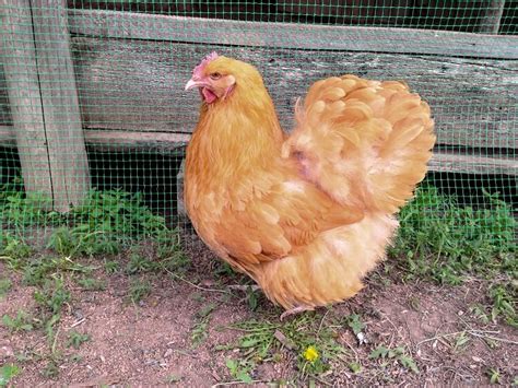 Completa Buff Orpington Care Guide Egg Laying Personality