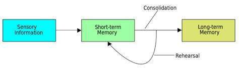 Memory Consolidation Overview Facts Information Definition