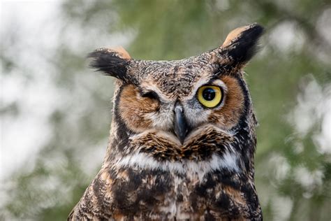 5 Things You Didnt Know About Great Horned Owls Lake Erie Nature
