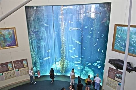 Aquarium Of The Pacific Long Beach