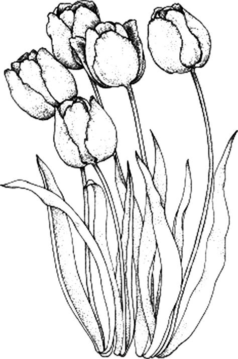 You can print or color them online at getdrawings.com for absolutely free. Pin on Tulips Coloring Page