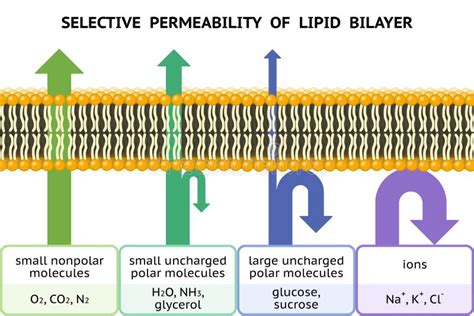 Permeabilidad Selectiva De La Bicapa Lipídica Membrana Celular