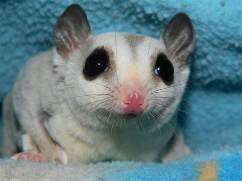 The Compulsive Ramblings Of A Philotherian Sugar Glider Love