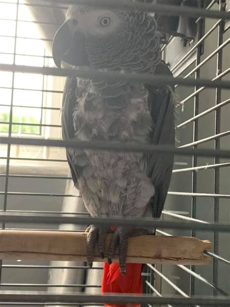 African Grey Parrot Disease And Syndromes African Grey African Grey