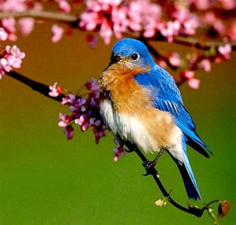 Blue Birds Bluebirds Ornithology