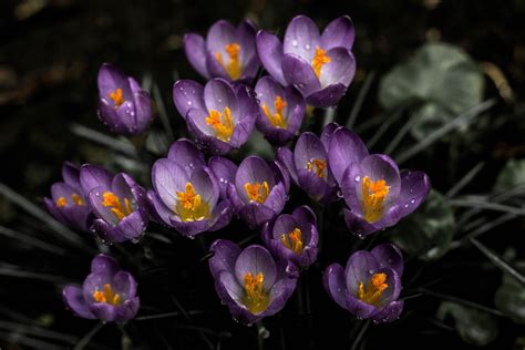 Purple Crocus Flowers Snowdrops Purple Spring Hd
