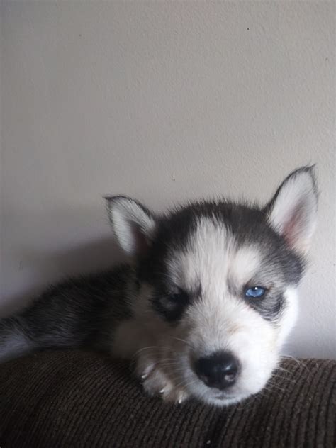 If you are looking for a husky puppy in orlando, tampa, jacksonville, miami, or anywhere else in florida, ocala is pretty centrally located. Siberian Husky Puppies For Sale | Homestead, FL #331671