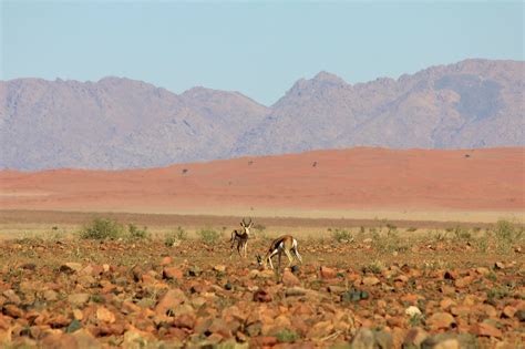 Namibrand Nature Reserve Namibia 2023 Best Places To Visit Tripadvisor