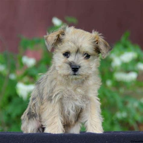 Miniature Schnauzer Mix Puppies For Sale Greenfield Puppies