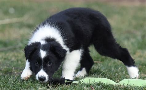 She is a social butterfly and loves people and sure to greet everyone who comes her. View Ad: Border Collie Mix Dog for Adoption, Pennsylvania, Mechanicsburg