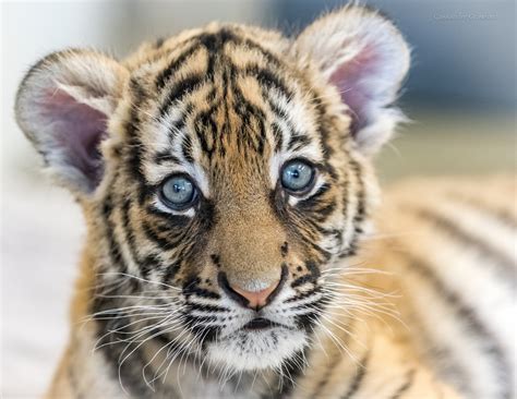 Zoo Babies - The Cincinnati Zoo & Botanical Garden