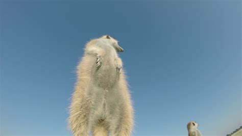 Low Angel View Of A Meerkat Sunning Itselfbotswana 1276662 Stock Video