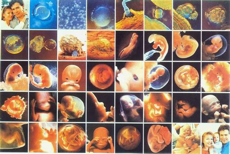 Desarrollo Del Embrion 2014