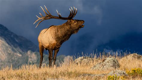 2 People Suspected Of Poaching Bull Elk In High Quality Hunting Unit Of