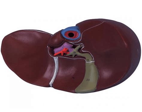 The hepatic vascular system is dynamic. Liver Anatomy Model (inferior view)