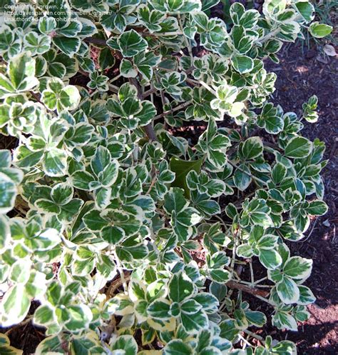 Plantfiles Pictures Euonymus Wintercreeper Emerald Gaiety Euonymus