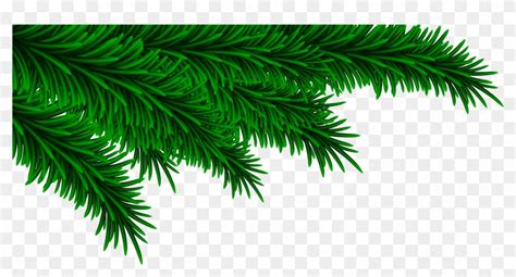 Christmas Pine Branch Png Clipart Pikpng