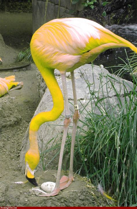 Yellow Flamingo Flamingo Pictures Flamingo Beautiful Birds