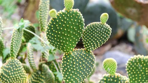 How Many Different Cactus Plants Are There Make The Most Of Your