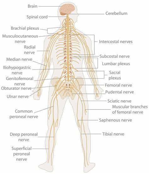 The central nervous system or cns include the brain and spinal cord. Nervous System - Definition, Function and Parts | Biology ...