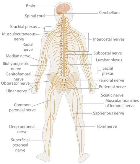 Brain parts explained with an. Nervous System - Definition, Function and Parts | Biology ...