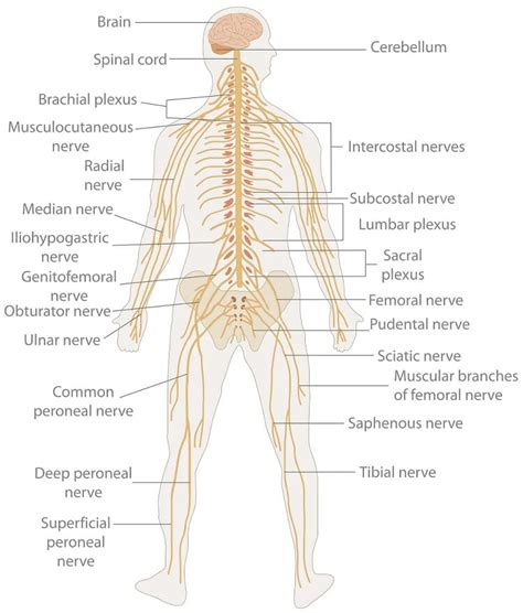 These are found housed check out kenhub's interactive cranial nerves quizzes and labeling exercises to cut your studying. Nervous System: Definition, Structure, and Function ...