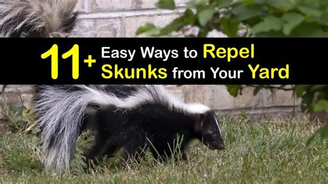 11 Easy Ways To Repel Skunks From Your Yard