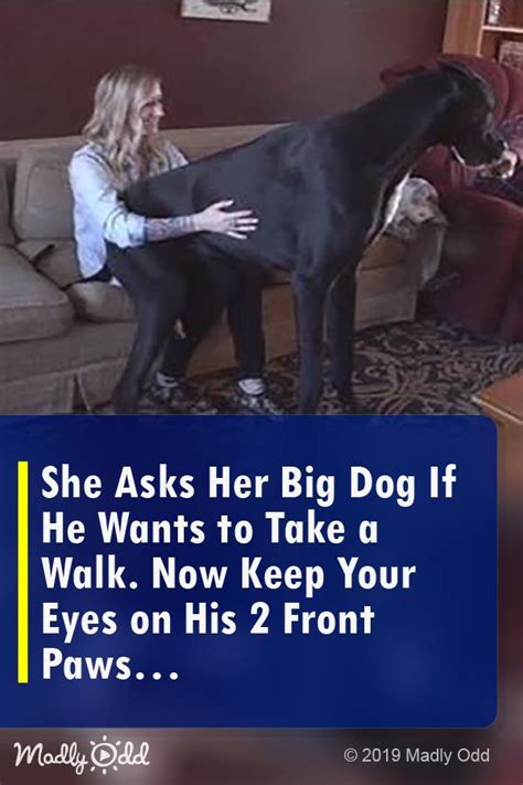 She Asks Her Big Dog If He Wants To Take A Walk Now Keep Your Eyes On