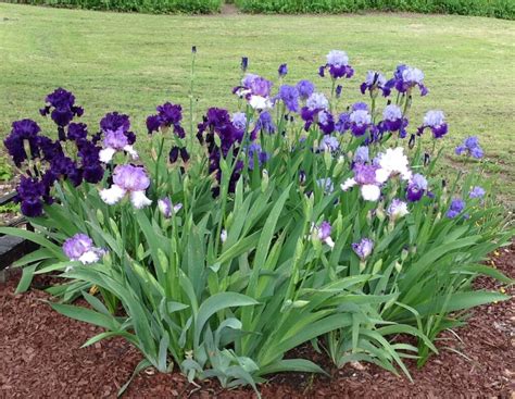 Bearded Iris Planting Instructions Landosol Plant Farm Nursery