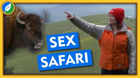 Sex Safari Youtube