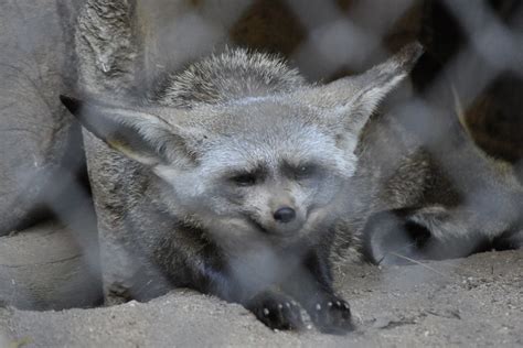 South African Bat Eared Fox San Diego Zoo San Diego Calif Flickr