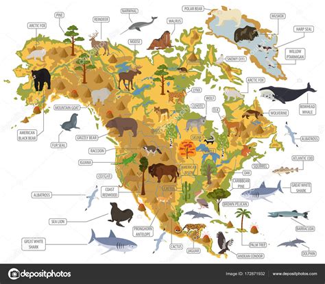 Mappa Della Flora E Della Fauna Del Nord America Elementi Piatti