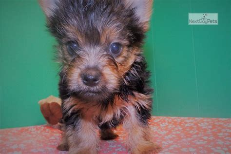 They make for great yorkie puppies are probably one of the cutest puppies you will see. Adonis: Yorkshire Terrier - Yorkie puppy for sale near North Jersey, New Jersey. | 55a97c20-2bf1