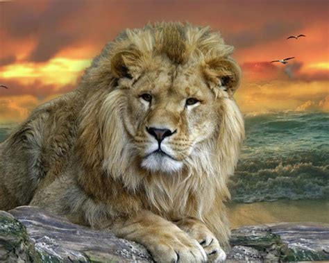 Animal Wallpapers Free High Quality Desktop, iphone and android