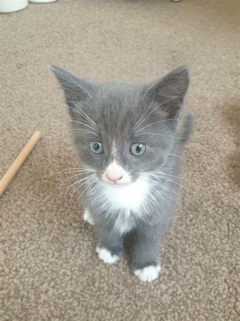 Grey And White Kitten For Sale To A Loving Home Sold In Tooting Bec