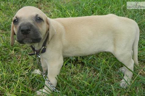 Puppy's are cute, but no one likes seeing stray puppies on the road. Black Mouth Cur puppy for sale near Las Vegas, Nevada ...