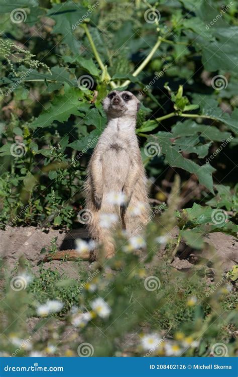 Meerkat Standing On The Ground Looking Shocked Stock Photo Image Of