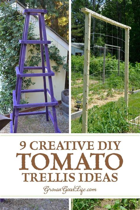 9 Diy Tomato Trellis Ideas For Healthy Tomatoes Tomato Plants Will