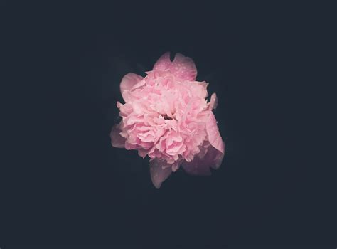 Pink Flower In Black Background Photo Free Plant Image On Unsplash